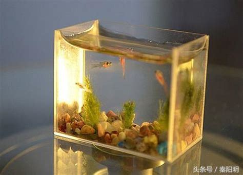 魚缸裂開風水|魚缸裂開風水:化解煞氣有妙招